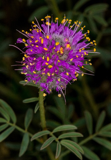 Dalea ornata - Prairie Clover18-9188.jpg